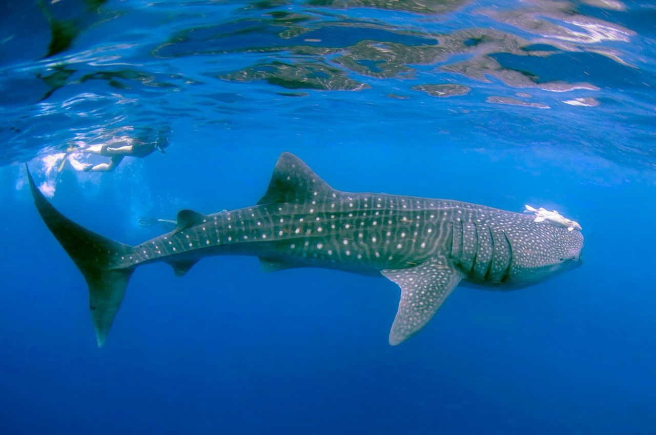 Whale Shark Season Has Started in Seychelles